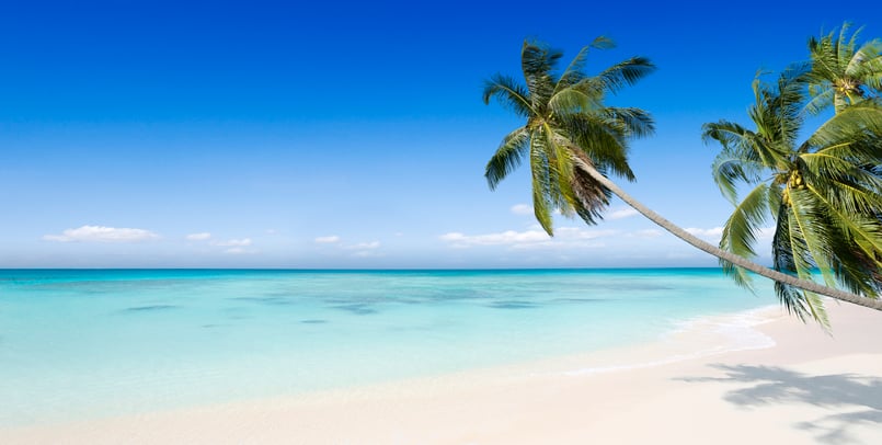 palm tree-beach